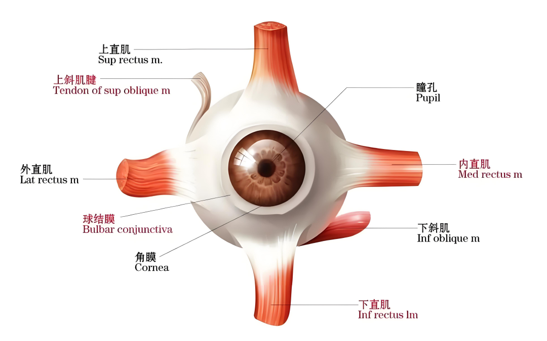 近视背后的 “隐藏推手”